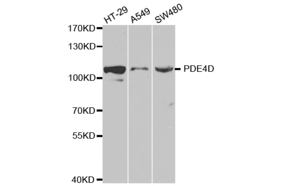 Western blot - PDE4D Antibody from Signalway Antibody (32370) - Antibodies.com