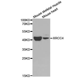 Western blot - XRCC4 Antibody from Signalway Antibody (32382) - Antibodies.com