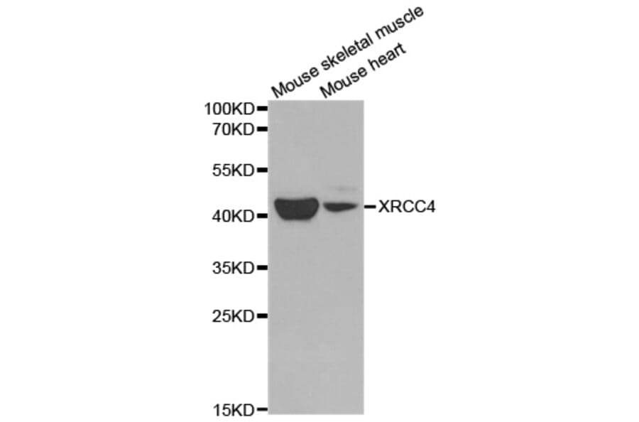 Western blot - XRCC4 Antibody from Signalway Antibody (32382) - Antibodies.com
