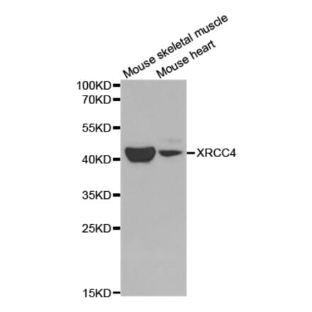 Western blot - XRCC4 Antibody from Signalway Antibody (32382) - Antibodies.com