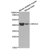 Western blot - XRCC4 Antibody from Signalway Antibody (32382) - Antibodies.com