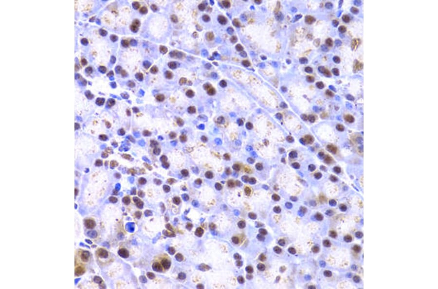 Immunohistochemistry - XRCC4 Antibody from Signalway Antibody (32382) - Antibodies.com