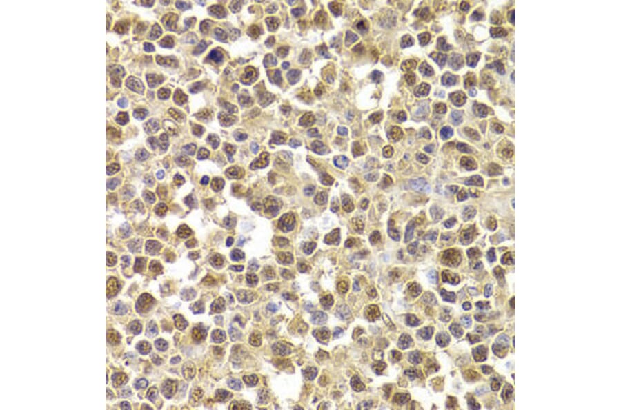 Immunohistochemistry - XRCC4 Antibody from Signalway Antibody (32382) - Antibodies.com
