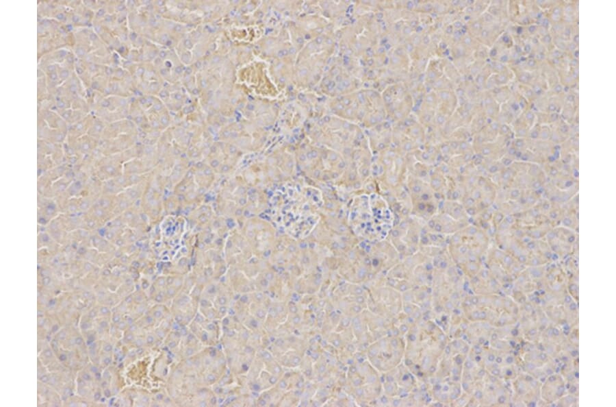 Immunohistochemistry - ANXA5 Antibody from Signalway Antibody (32405) - Antibodies.com