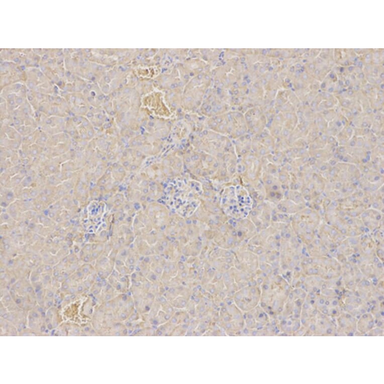 Immunohistochemistry - ANXA5 Antibody from Signalway Antibody (32405) - Antibodies.com