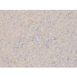 Immunohistochemistry - ANXA5 Antibody from Signalway Antibody (32405) - Antibodies.com