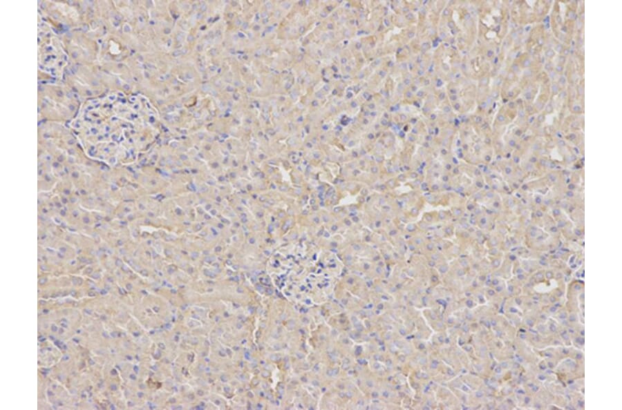 Immunohistochemistry - ANXA5 Antibody from Signalway Antibody (32405) - Antibodies.com