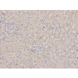 Immunohistochemistry - ANXA5 Antibody from Signalway Antibody (32405) - Antibodies.com