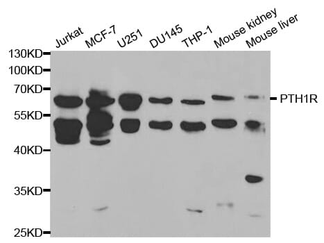 Western blot analysis of extracts of various cell lines, using PTH1R antibody.