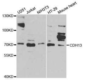 Western blot - CDH13 Antibody from Signalway Antibody (32420) - Antibodies.com