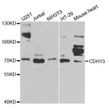 Western blot - CDH13 Antibody from Signalway Antibody (32420) - Antibodies.com