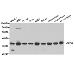 Western blot - COPS5 Antibody from Signalway Antibody (32423) - Antibodies.com