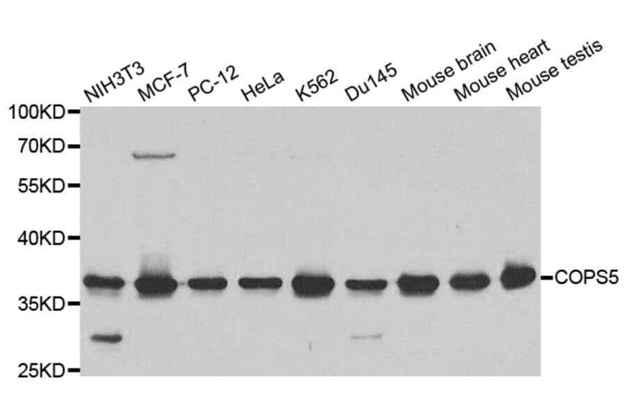 Western blot - COPS5 Antibody from Signalway Antibody (32423) - Antibodies.com