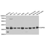 Western blot - COPS5 Antibody from Signalway Antibody (32423) - Antibodies.com