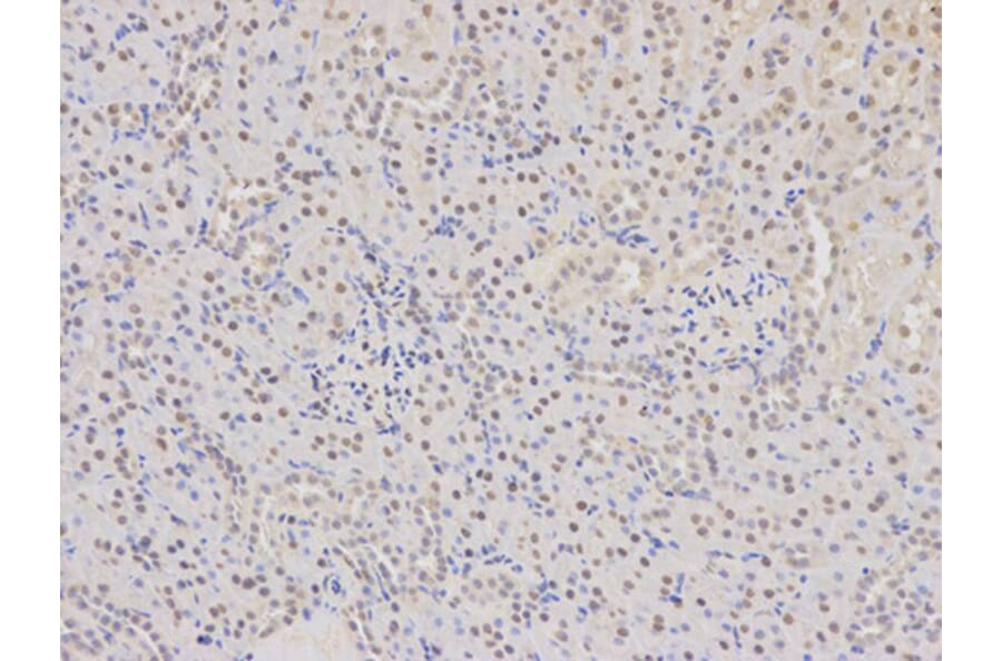Immunohistochemistry - COPS5 Antibody from Signalway Antibody (32423) - Antibodies.com