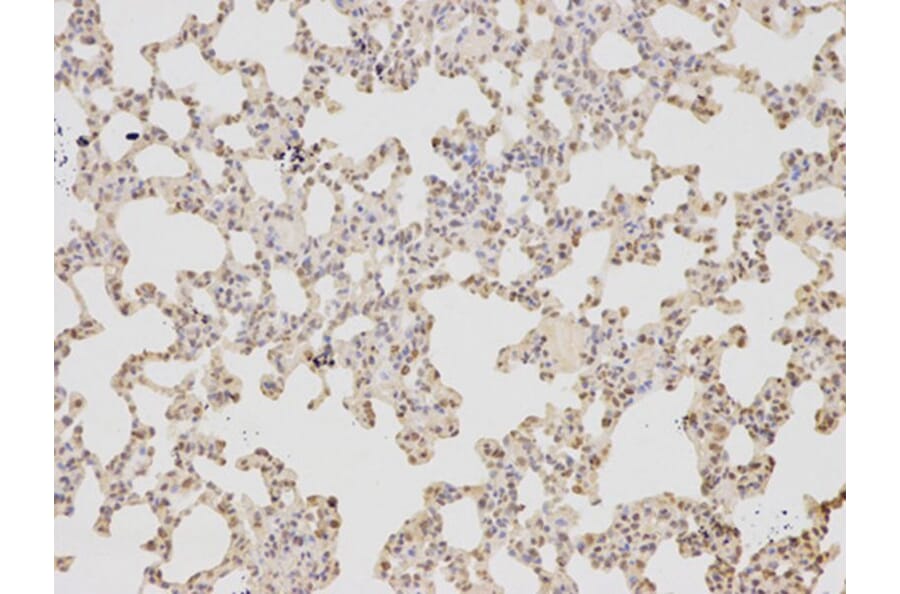Immunohistochemistry - COPS5 Antibody from Signalway Antibody (32423) - Antibodies.com
