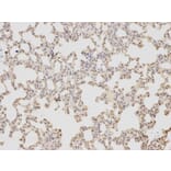 Immunohistochemistry - COPS5 Antibody from Signalway Antibody (32423) - Antibodies.com