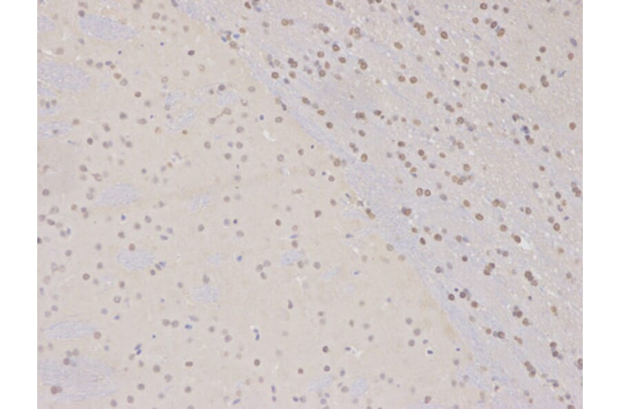 Immunohistochemistry - COPS5 Antibody from Signalway Antibody (32423) - Antibodies.com