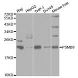 Western blot - PSMB9 Antibody from Signalway Antibody (32427) - Antibodies.com