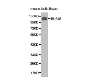 Western blot - BUB1B Antibody from Signalway Antibody (32428) - Antibodies.com