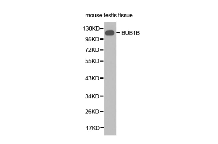 Western blot - BUB1B Antibody from Signalway Antibody (32428) - Antibodies.com