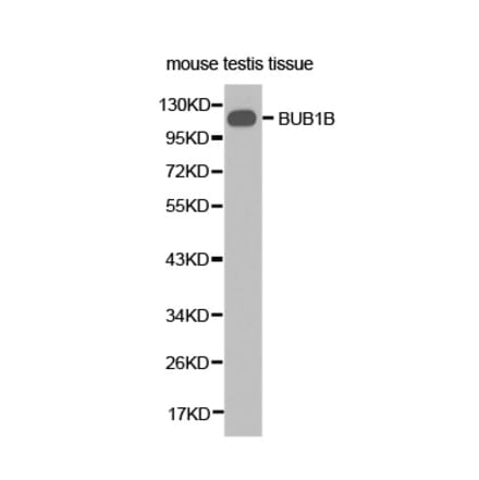 Western blot - BUB1B Antibody from Signalway Antibody (32428) - Antibodies.com