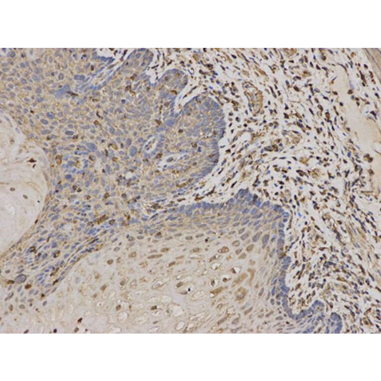 Immunohistochemistry - DCTN1 Antibody from Signalway Antibody (32433) - Antibodies.com