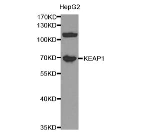 Western blot - KEAP1 Antibody from Signalway Antibody (32450) - Antibodies.com