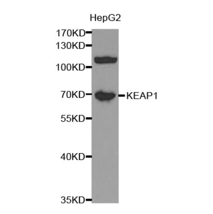 Western blot - KEAP1 Antibody from Signalway Antibody (32450) - Antibodies.com