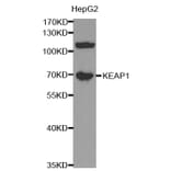 Western blot - KEAP1 Antibody from Signalway Antibody (32450) - Antibodies.com