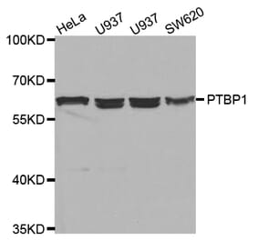 Western blot - PTBP1 Antibody from Signalway Antibody (32457) - Antibodies.com
