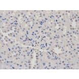 Immunohistochemistry - PTBP1 Antibody from Signalway Antibody (32457) - Antibodies.com