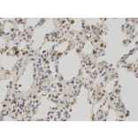 Immunohistochemistry - NR0B2 Antibody from Signalway Antibody (32460) - Antibodies.com