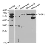 Western blot - CADM1 Antibody from Signalway Antibody (32488) - Antibodies.com