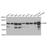 Western blot - AP2B1 Antibody from Signalway Antibody (32542) - Antibodies.com