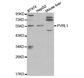 Western blot - PVRL1 Antibody from Signalway Antibody (32566) - Antibodies.com