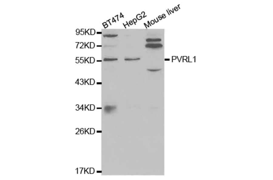 Western blot - PVRL1 Antibody from Signalway Antibody (32566) - Antibodies.com