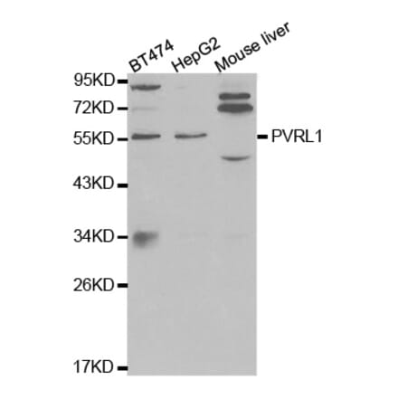 Western blot - PVRL1 Antibody from Signalway Antibody (32566) - Antibodies.com