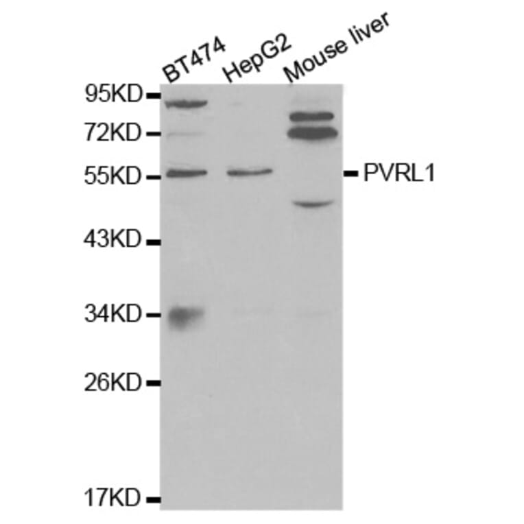 Western blot - PVRL1 Antibody from Signalway Antibody (32566) - Antibodies.com