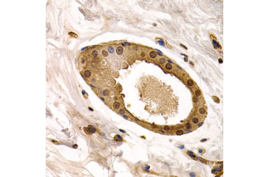 Immunohistochemistry - TOR1A Antibody from Signalway Antibody (32581) - Antibodies.com