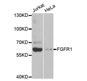Western blot - FGFR1 Antibody from Signalway Antibody (32585) - Antibodies.com
