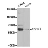 Western blot - FGFR1 Antibody from Signalway Antibody (32585) - Antibodies.com