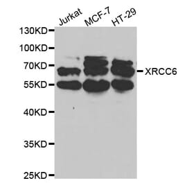 Western blot - XRCC6 Antibody from Signalway Antibody (32588) - Antibodies.com