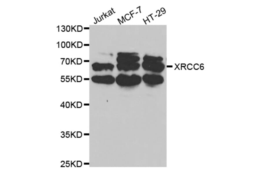 Western blot - XRCC6 Antibody from Signalway Antibody (32588) - Antibodies.com