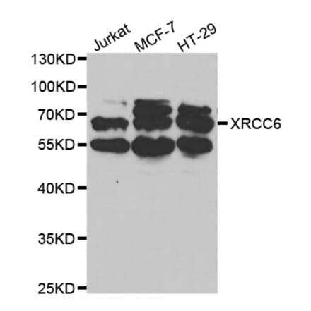 Western blot - XRCC6 Antibody from Signalway Antibody (32588) - Antibodies.com