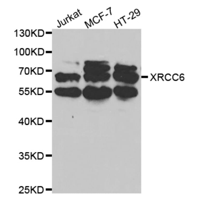Western blot - XRCC6 Antibody from Signalway Antibody (32588) - Antibodies.com