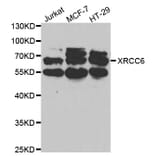 Western blot - XRCC6 Antibody from Signalway Antibody (32588) - Antibodies.com