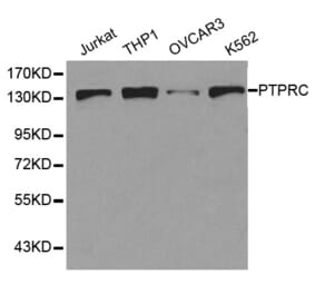 Western blot - PTPRC Antibody from Signalway Antibody (32607) - Antibodies.com