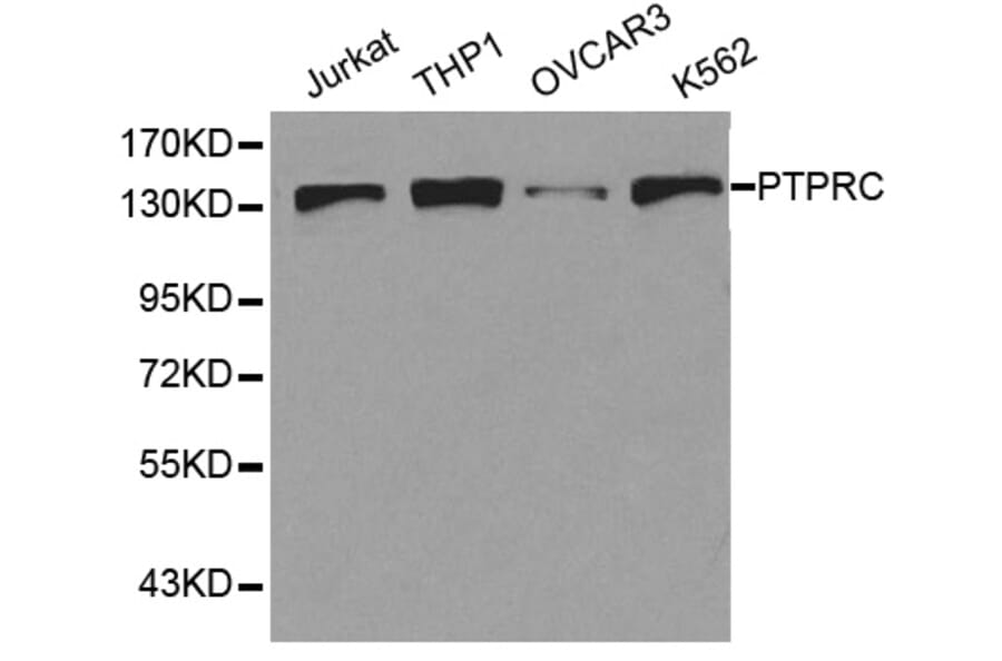 Western blot - PTPRC Antibody from Signalway Antibody (32607) - Antibodies.com