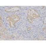 Immunohistochemistry - VEGFB Antibody from Signalway Antibody (32616) - Antibodies.com